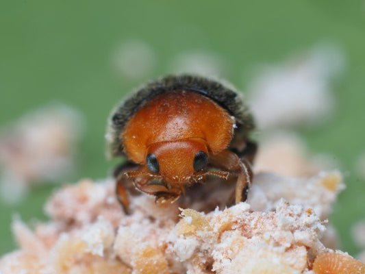 Cryptolaemus mealybug ladybird