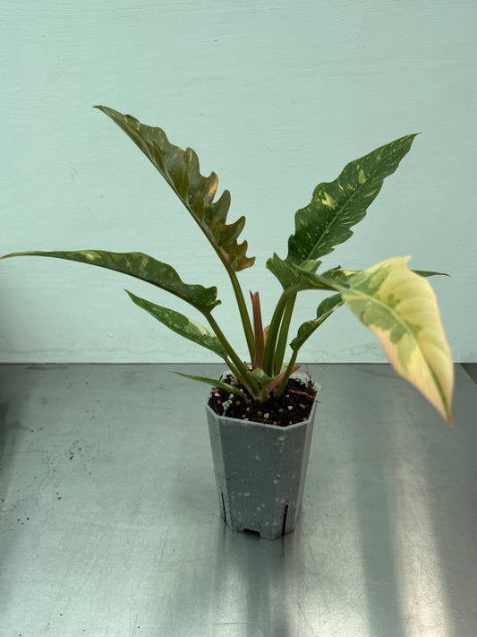 Philodendron 'Ring of Fire', small size potted plant with serrated, multicolored leaves in green, cream, and pink hues. Ideal for indoor houseplant collections.