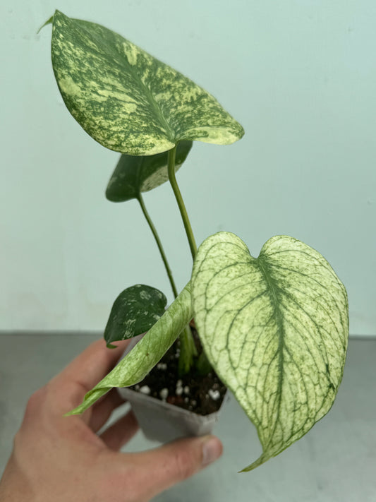 Monstera deliciosa ’MINT’ 6 cm pot