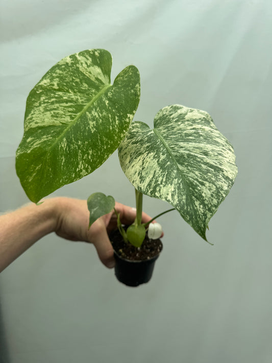 Monstera deliciosa 'MINT' potted plant with marbled mint green and cream variegation, ideal for indoor home decor and rare plant collectors.