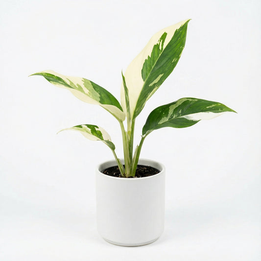 Dieffenbachia sp. Variegata