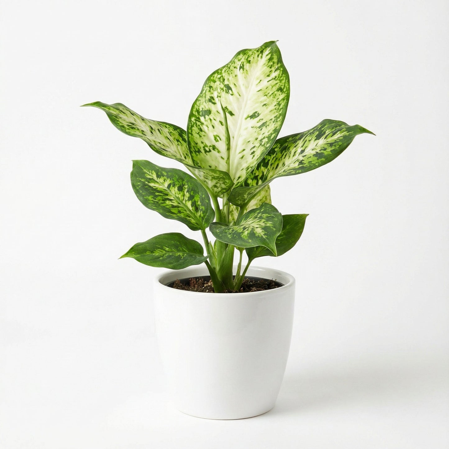 Dieffenbachia Amy