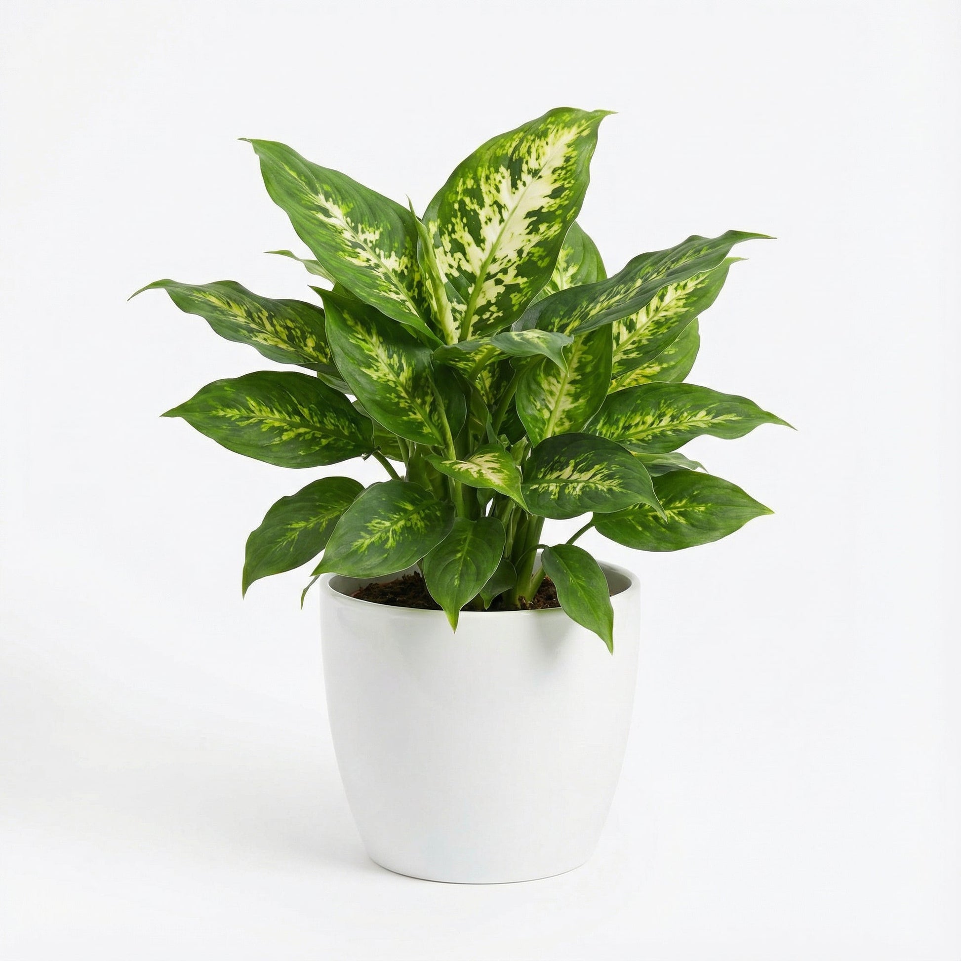 Dieffenbachia Compacta