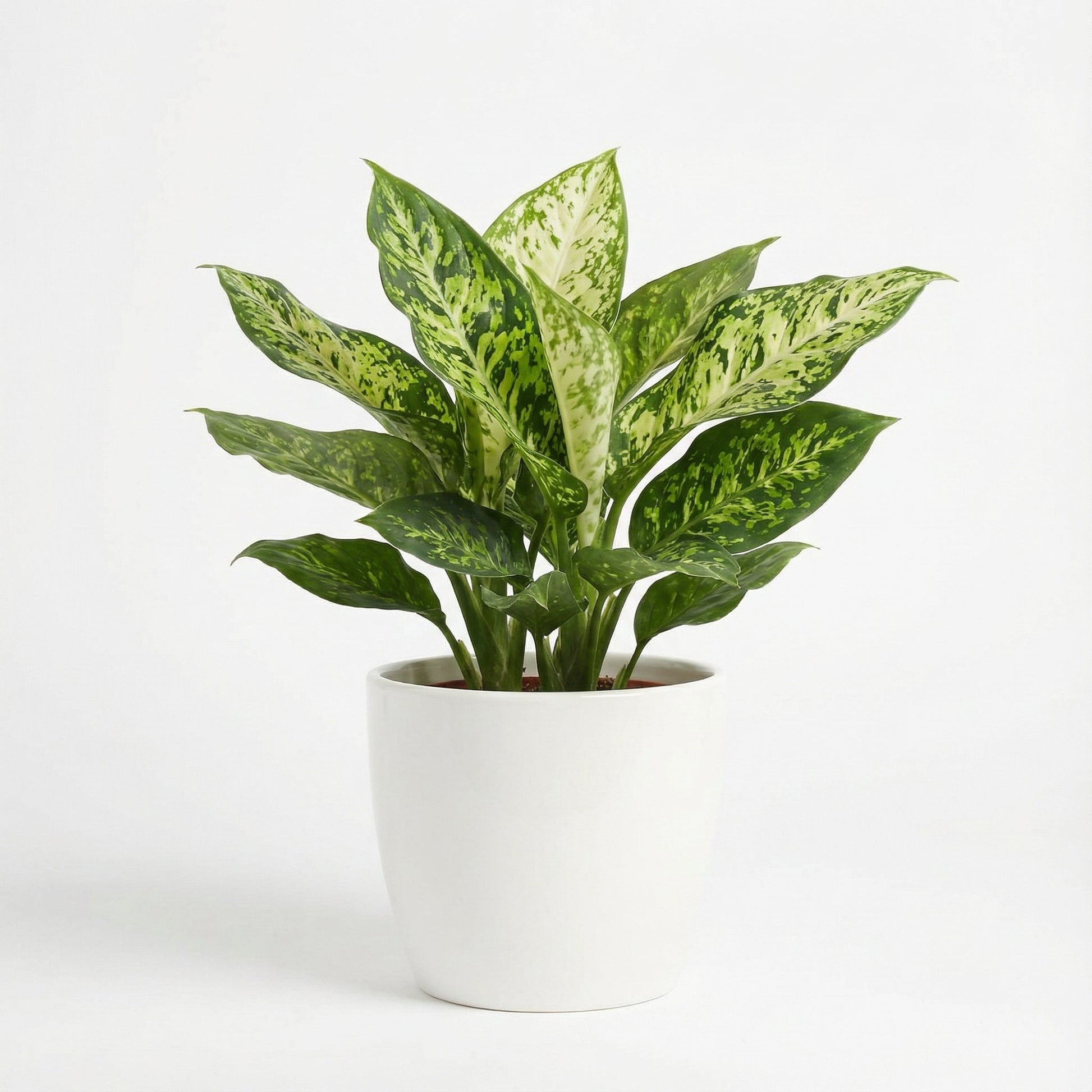 Dieffenbachia Exotica
