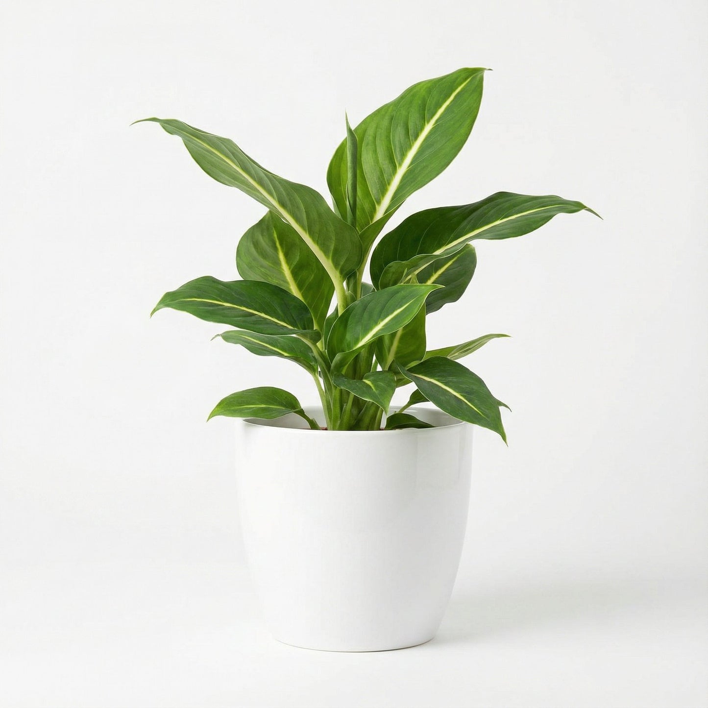 Dieffenbachia Green Magic