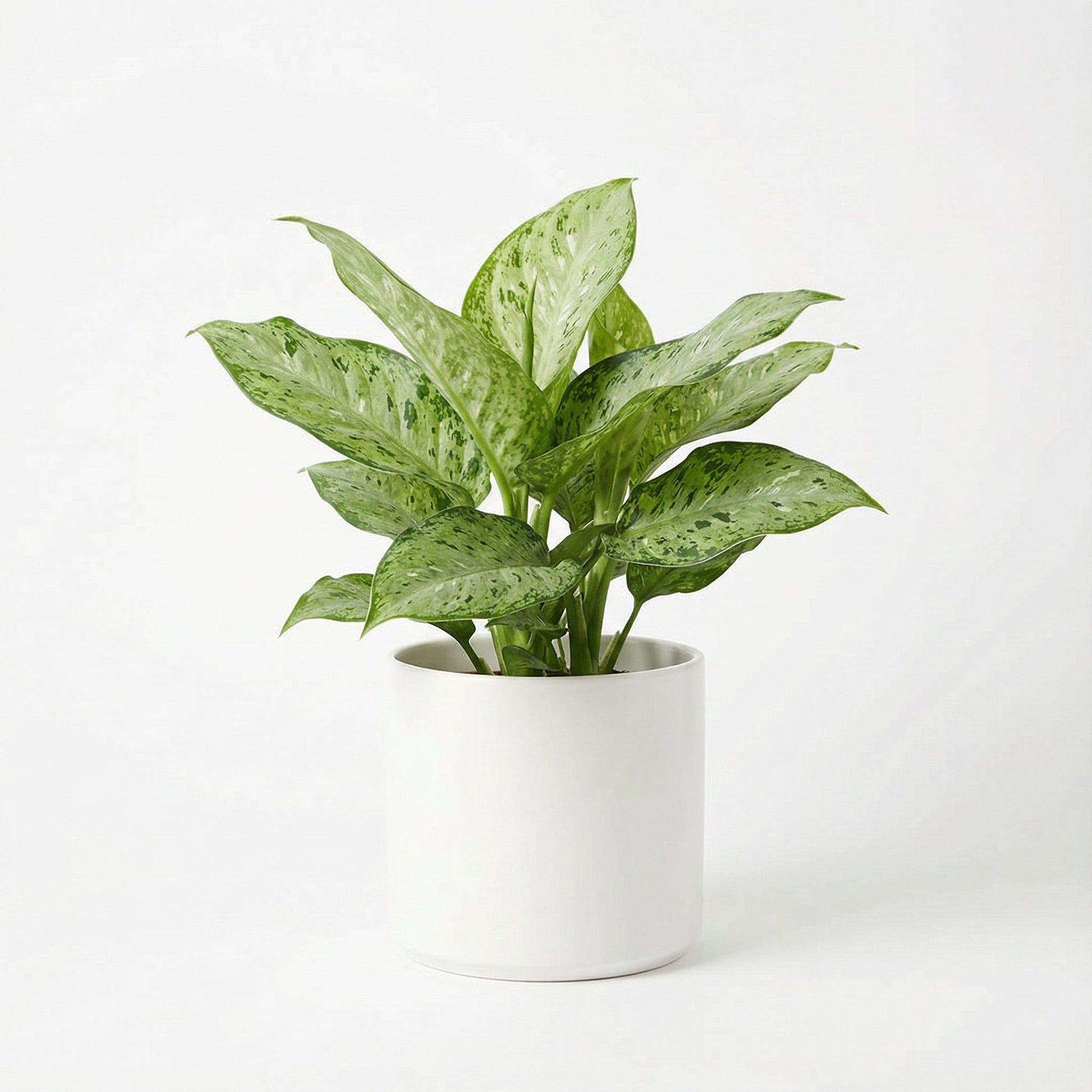 Dieffenbachia Memoria Corsii