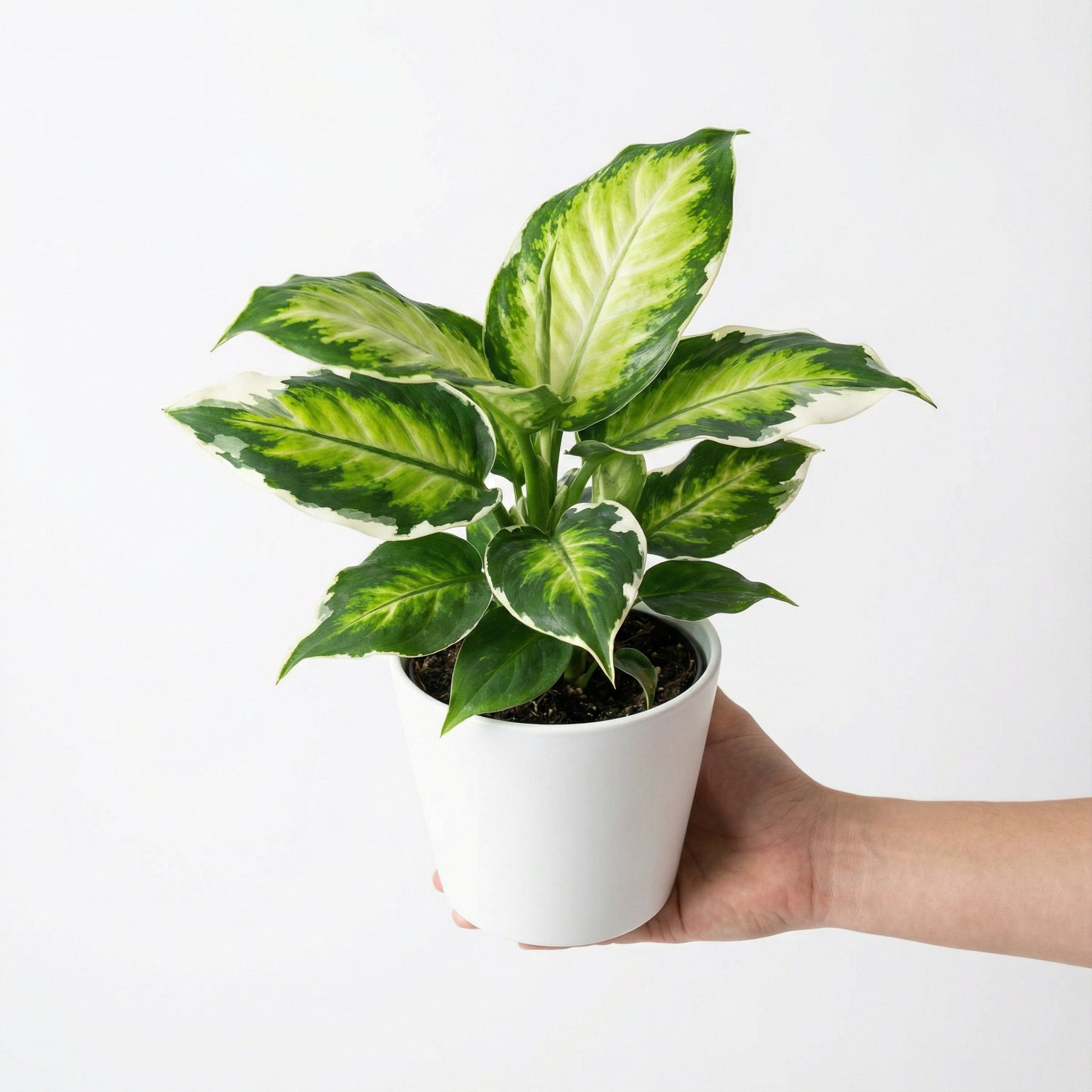 Dieffenbachia Moon Light