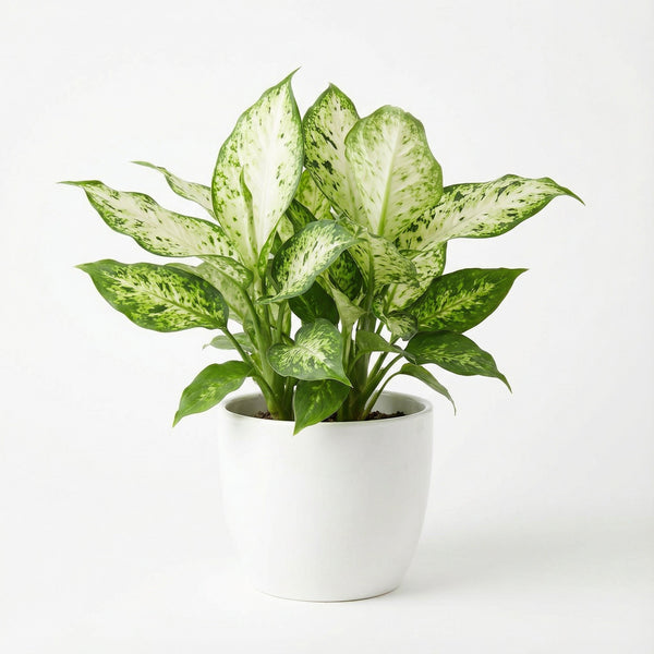 dieffenbachia sparkles Dieffenbachia Sparkle