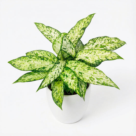 Dieffenbachia Star Bright