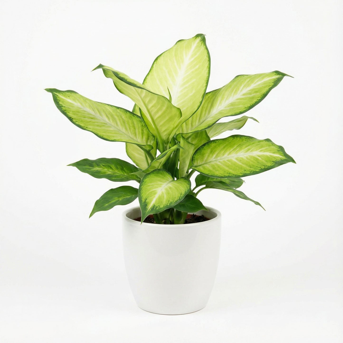 Dieffenbachia Summer Style