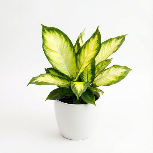 Dieffenbachia Tropic Marianne