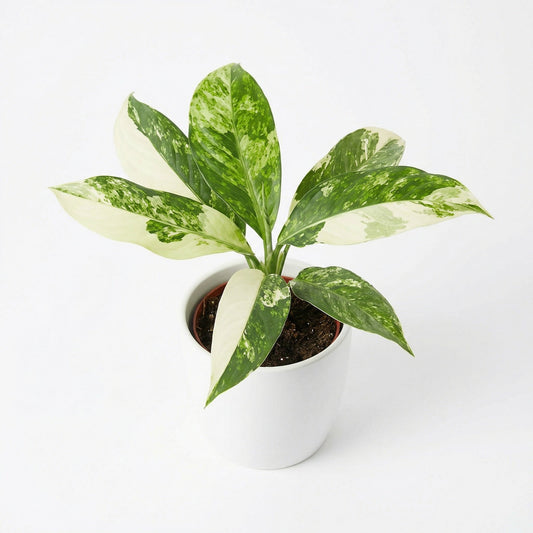 Variegated Dieffenbachia - exotic tropical Aroid plant