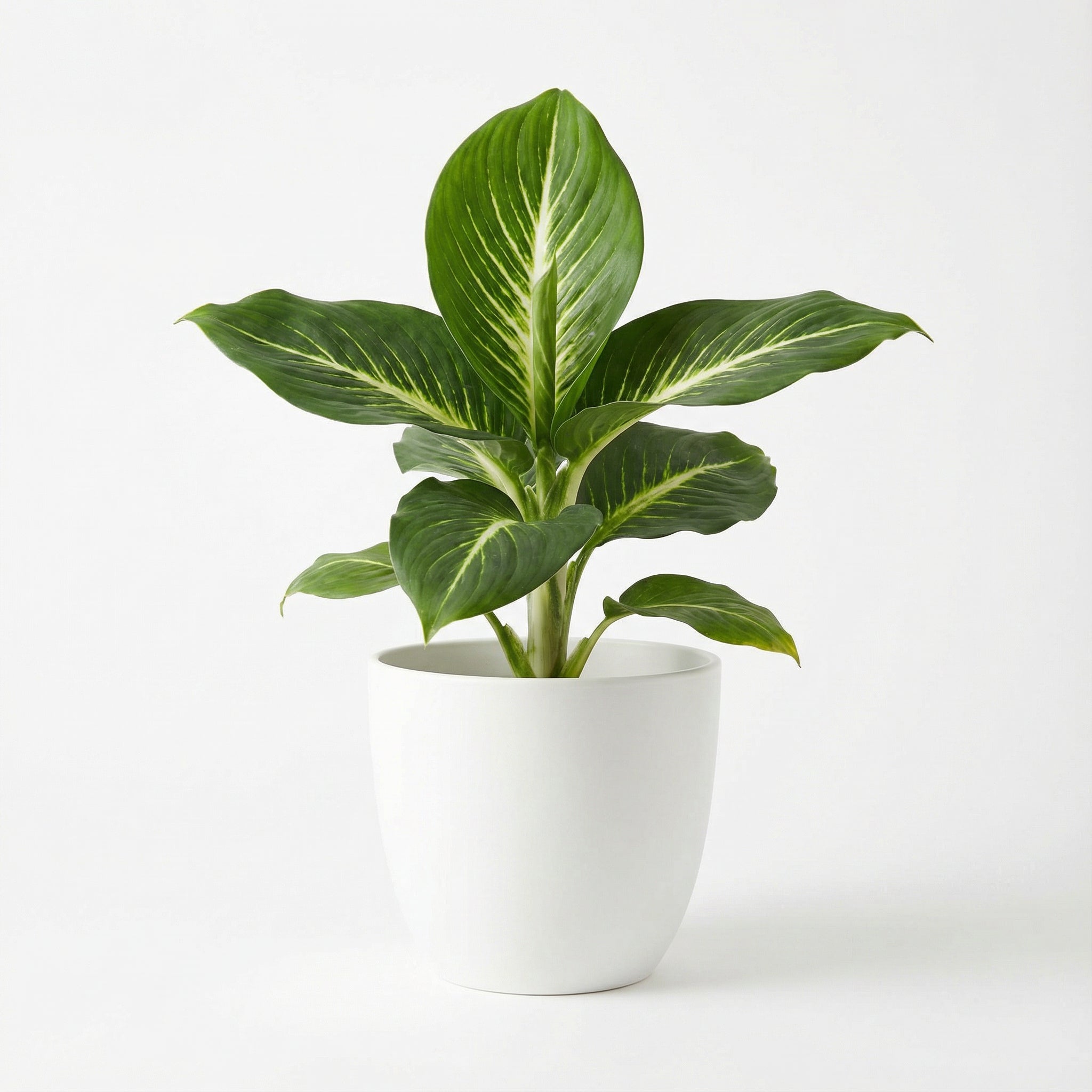 dieffenbachia wilson's delight Dieffenbachia Wilson S Delight