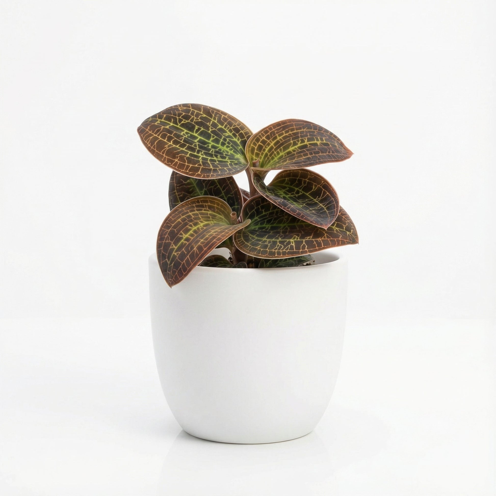 Dossinochilus Dreamcatcher