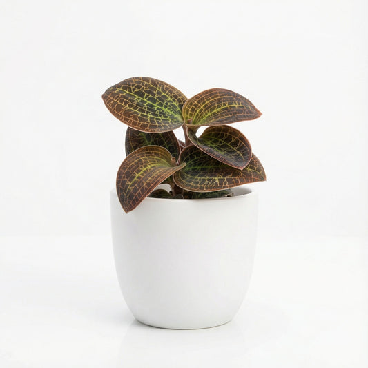 Dossinochilus Dreamcatcher