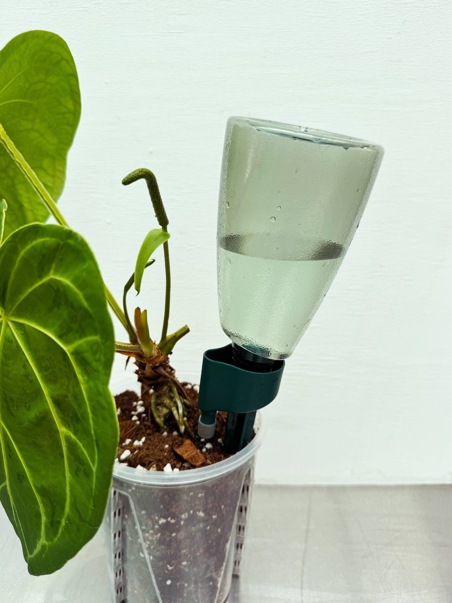 Lazy plant parent bundle