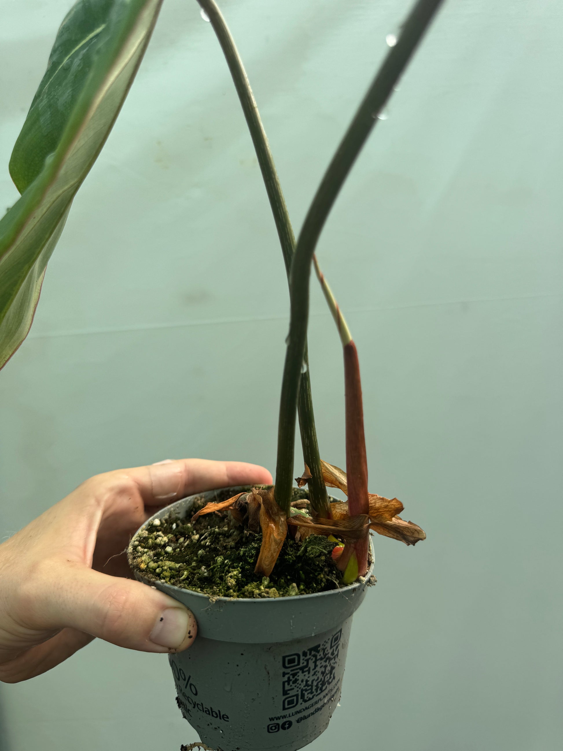 Close-up of Philodendron gloriosum stem and roots in a small nursery pot, showing healthy rhizome growth for home and garden plant lovers.