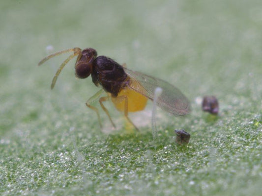 Encarsia formosa parasitic wasp