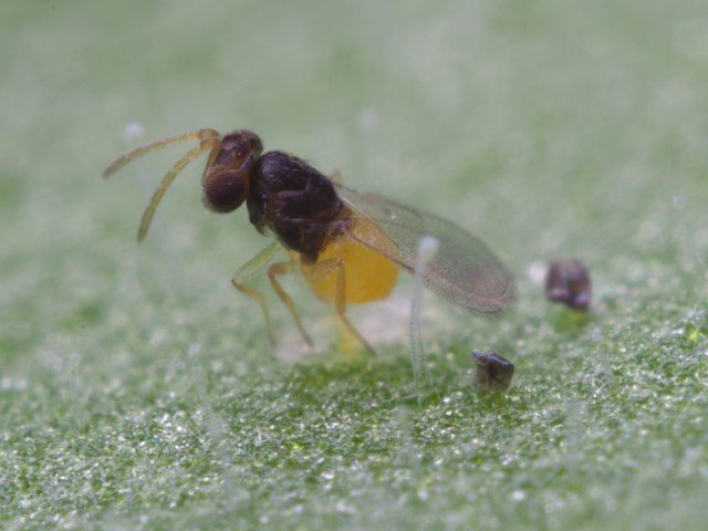 Encarsia formosa parasitic wasp
