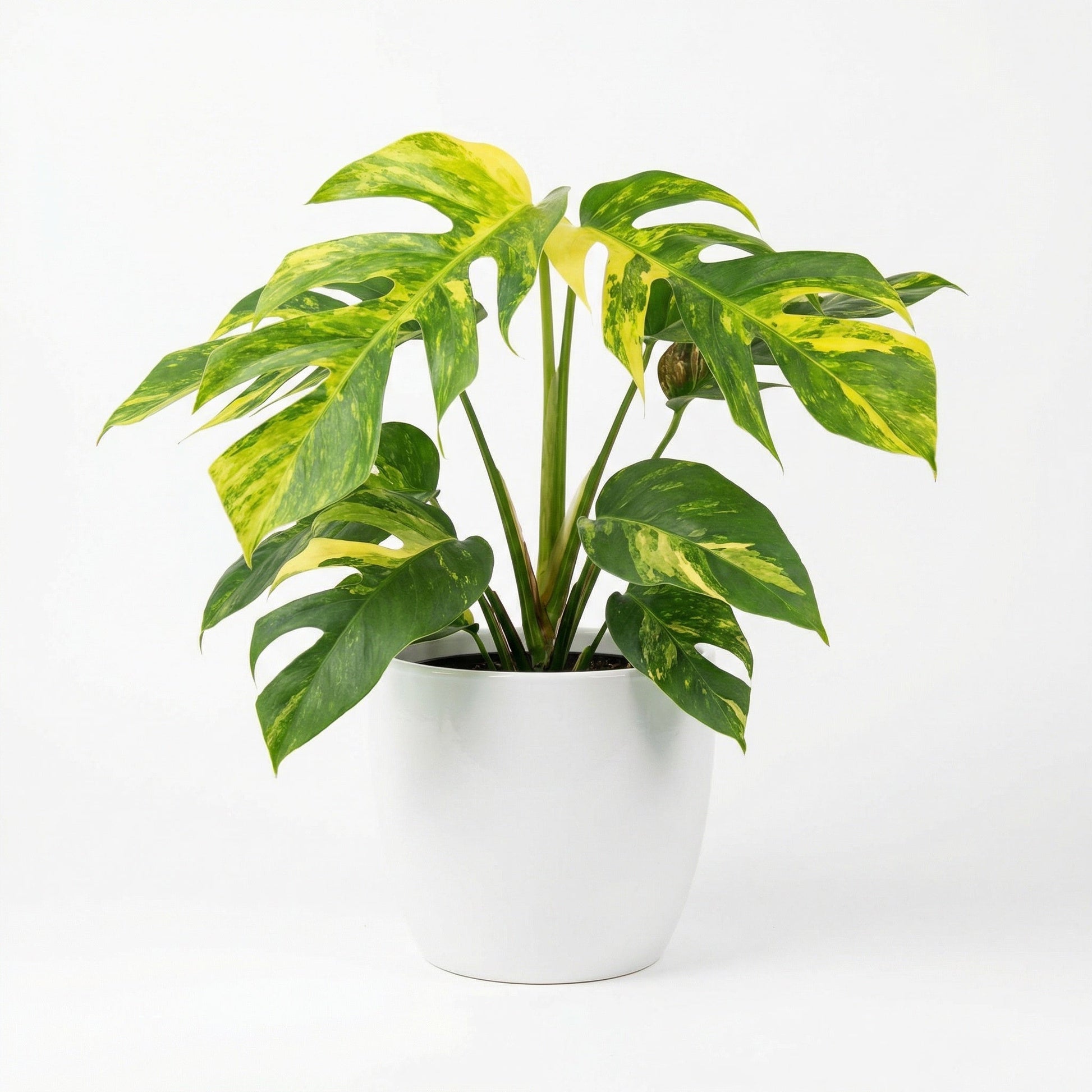 Variegated Epipremnum pinnatum Yellow Flame