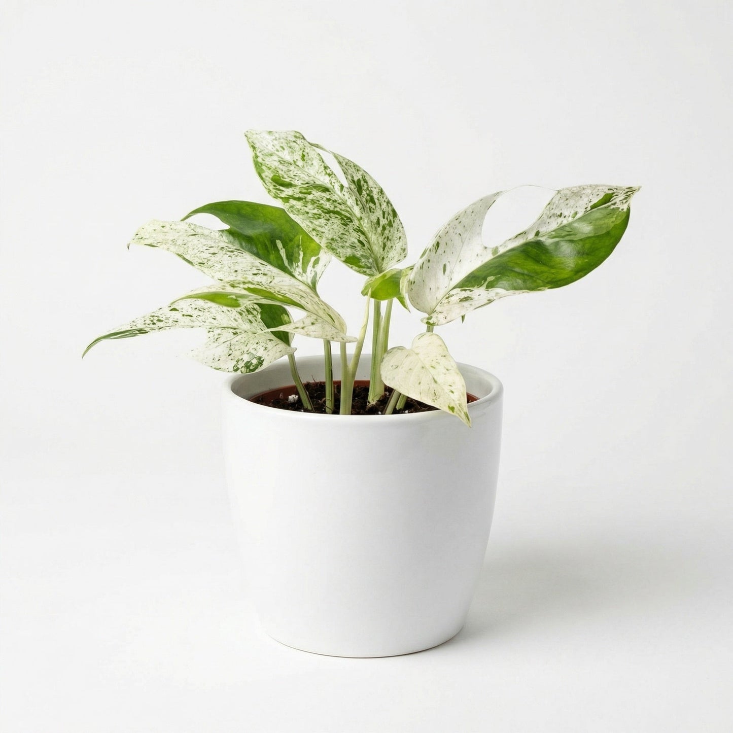 Variegated Epipremnum pinnatum Marble