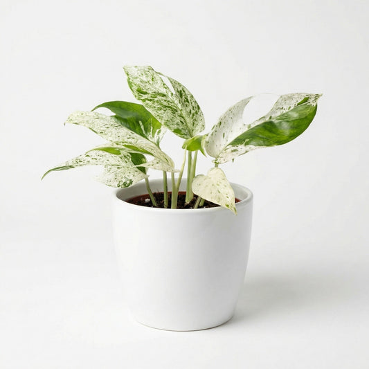 Variegated Epipremnum pinnatum Marble