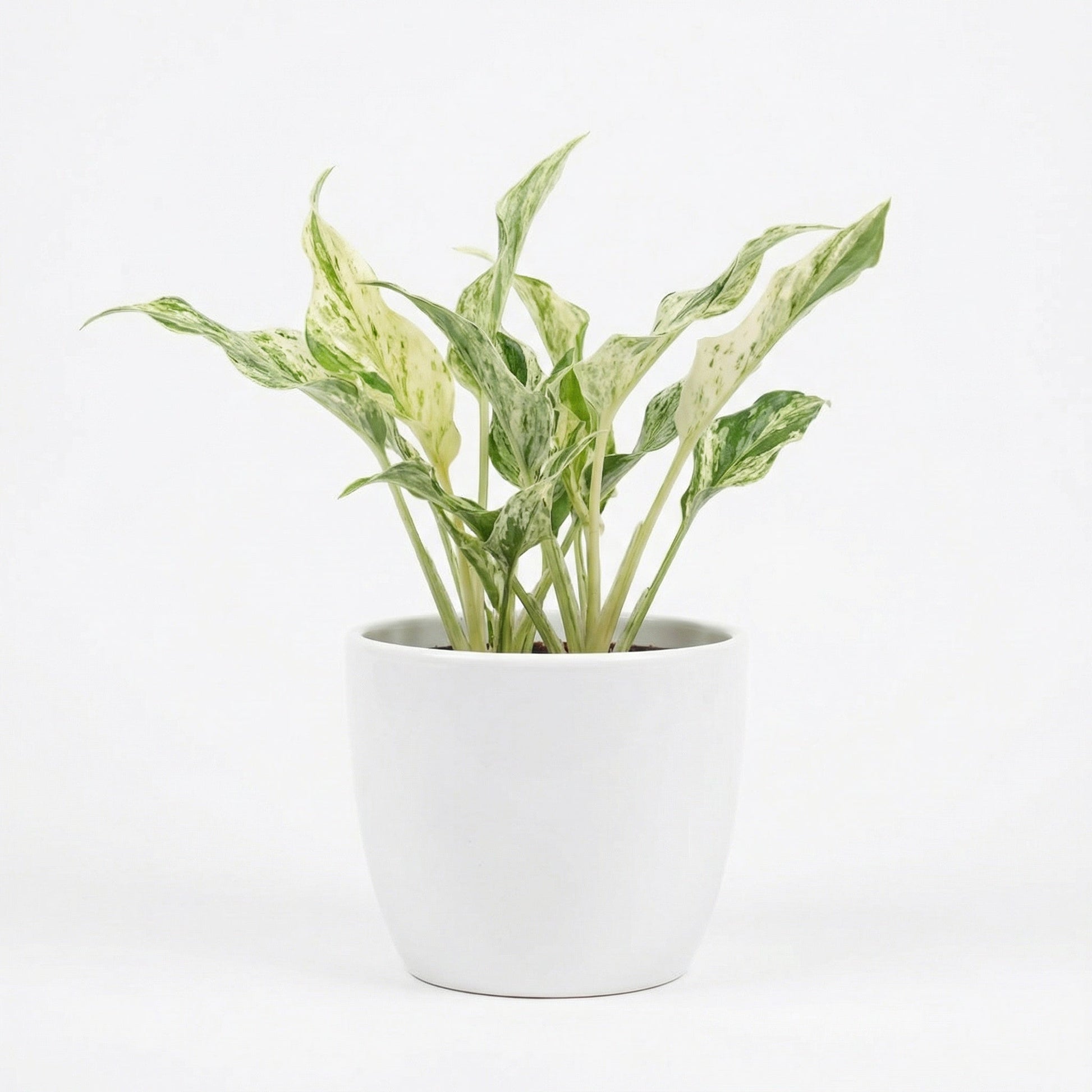 Epipremnum Teruno Lovesong