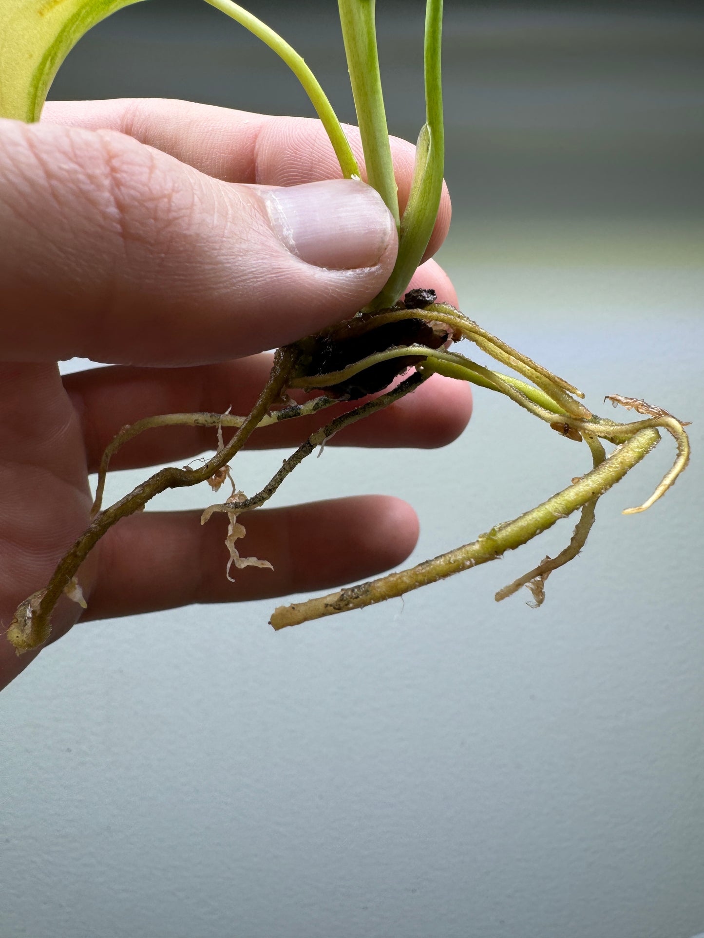 Monstera Aurea