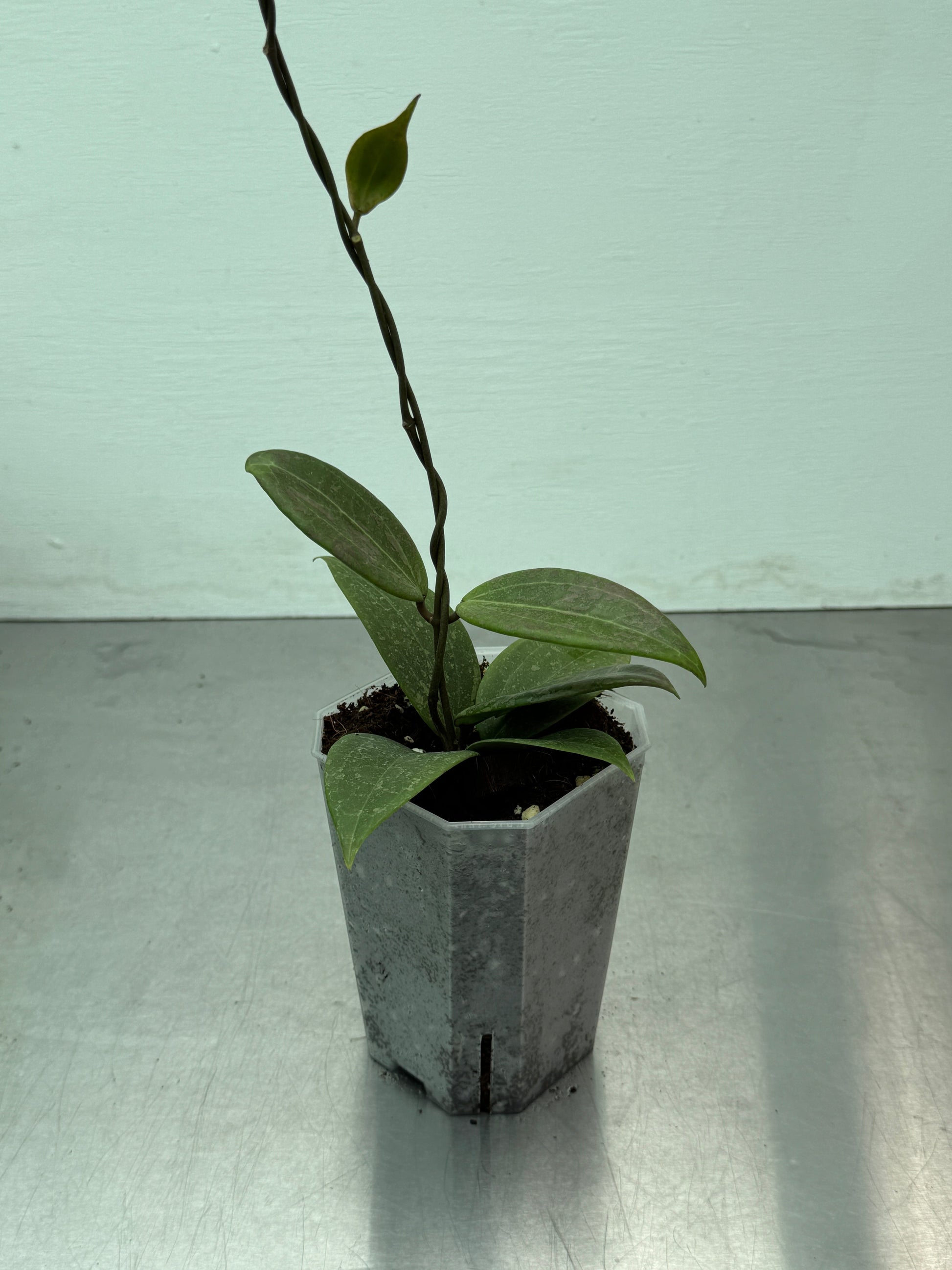 Hoya