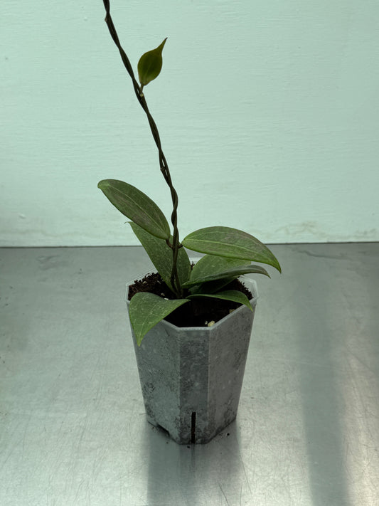 Hoya