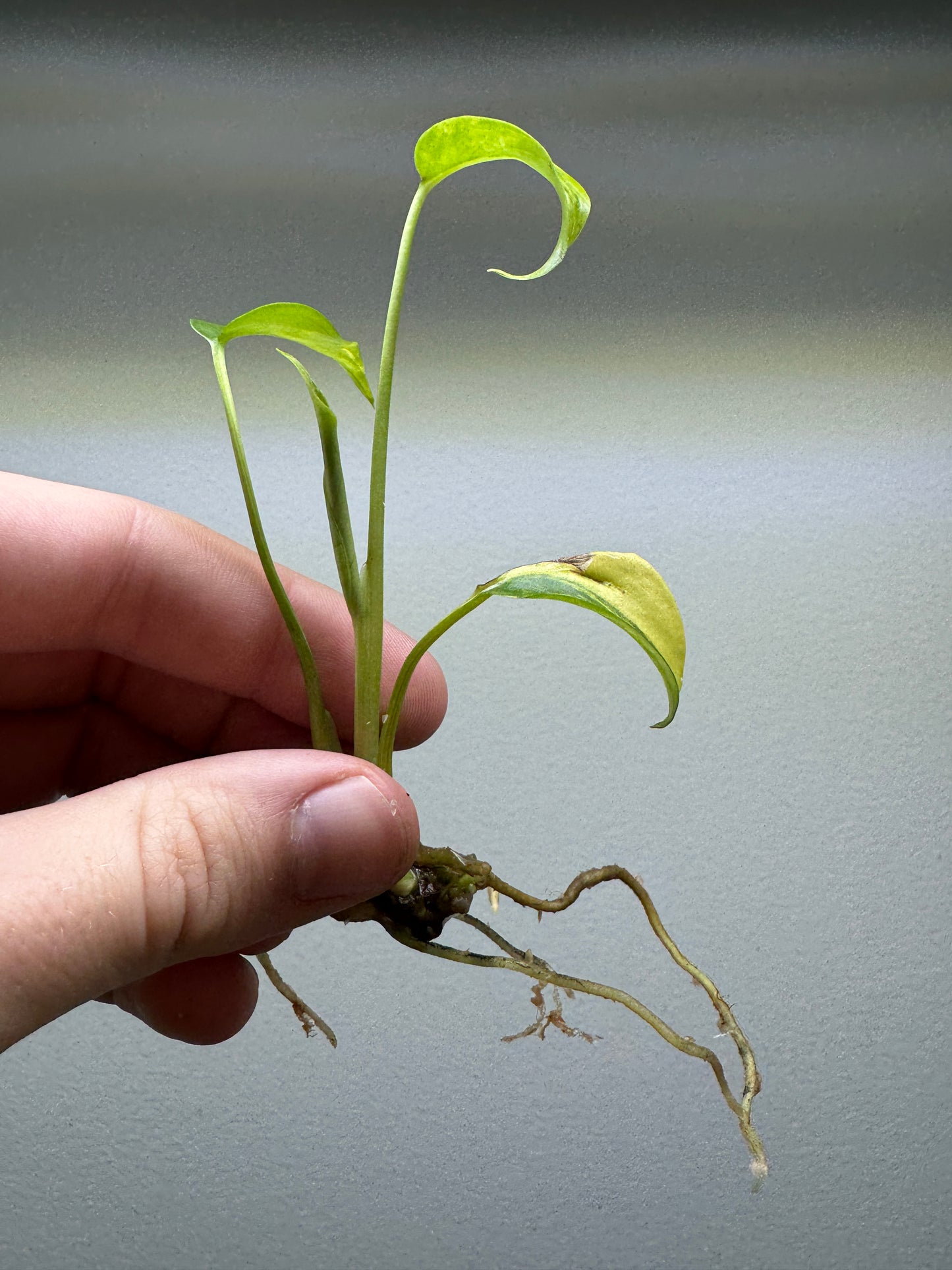 Monstera Aurea