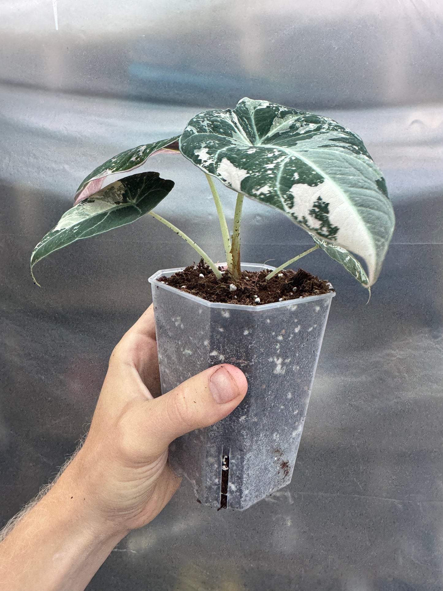 Alocasia reginula 'Black Velvet' Albo (PINK)