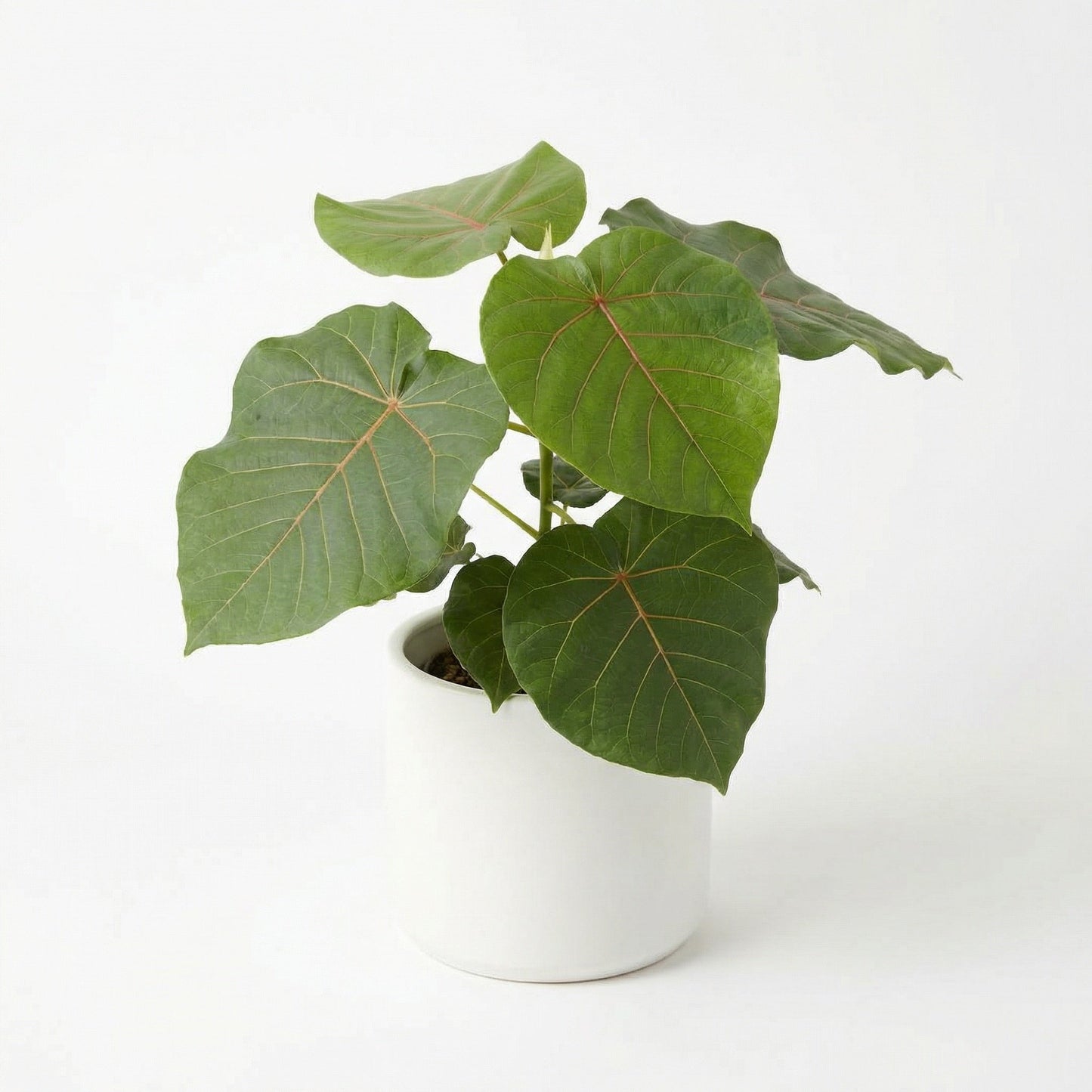 Ficus Petiolaris