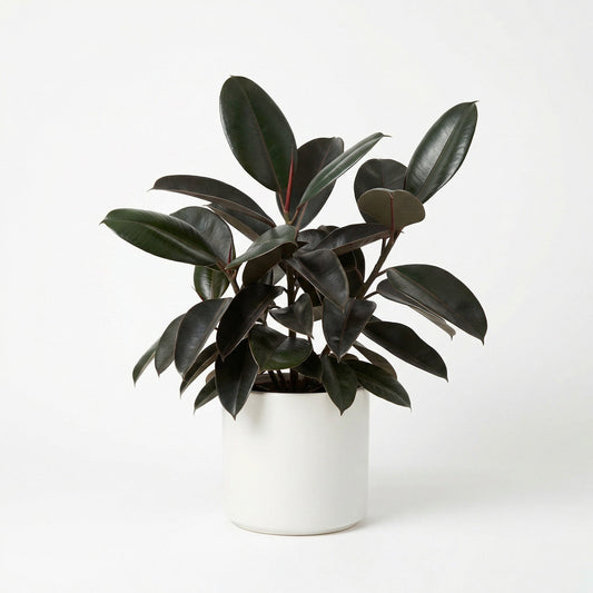 Ficus Black Prince