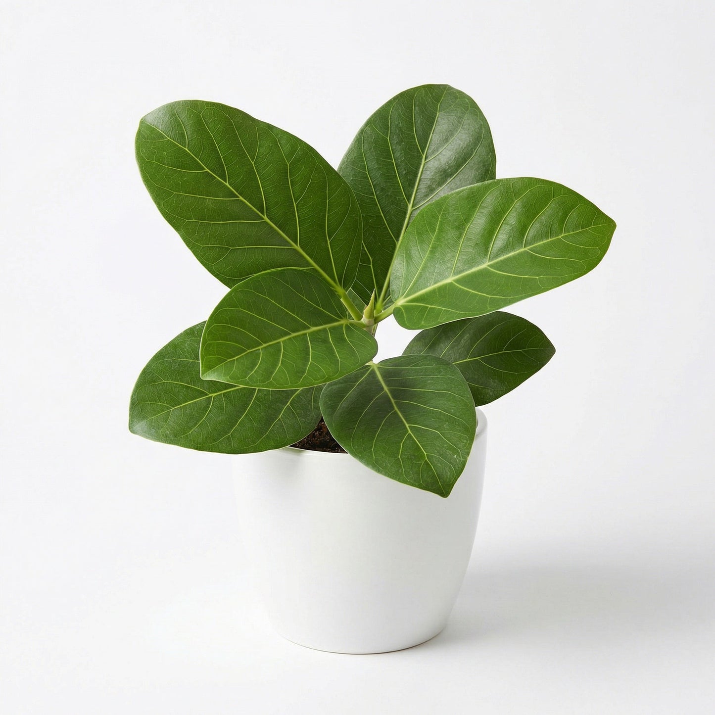 Ficus Elastica Audrey