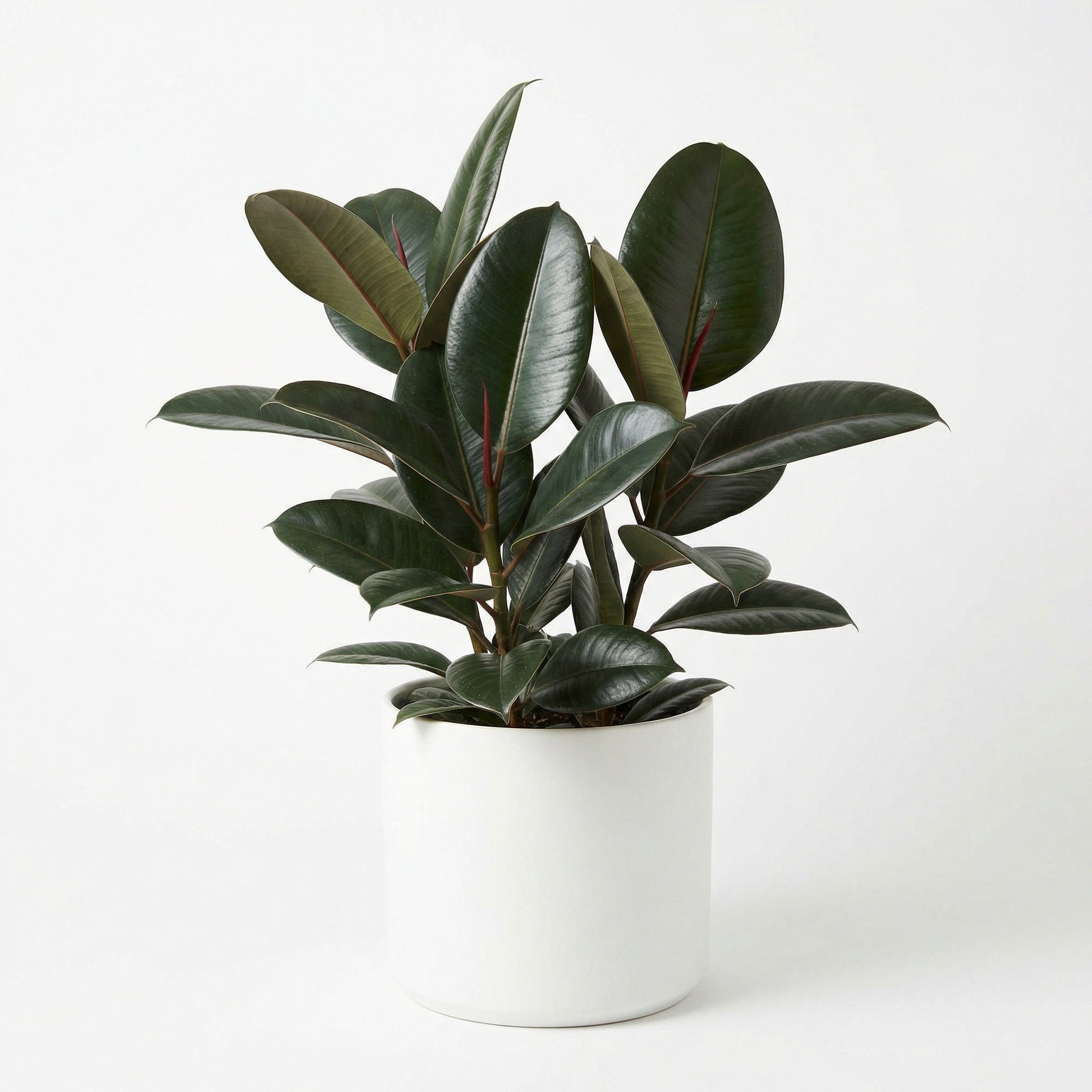 Ficus Green