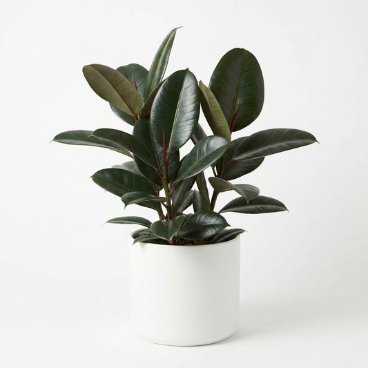Ficus Green