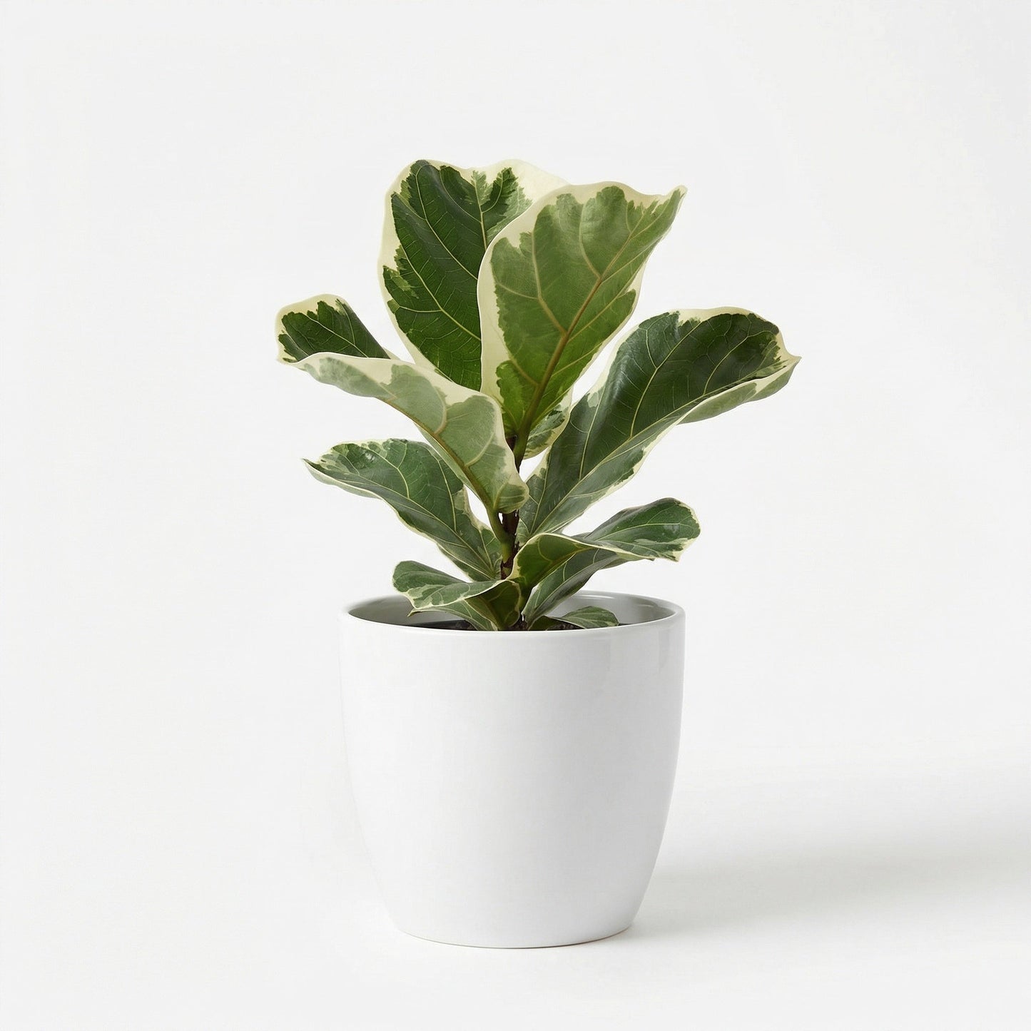 Ficus Lyrata Variegata