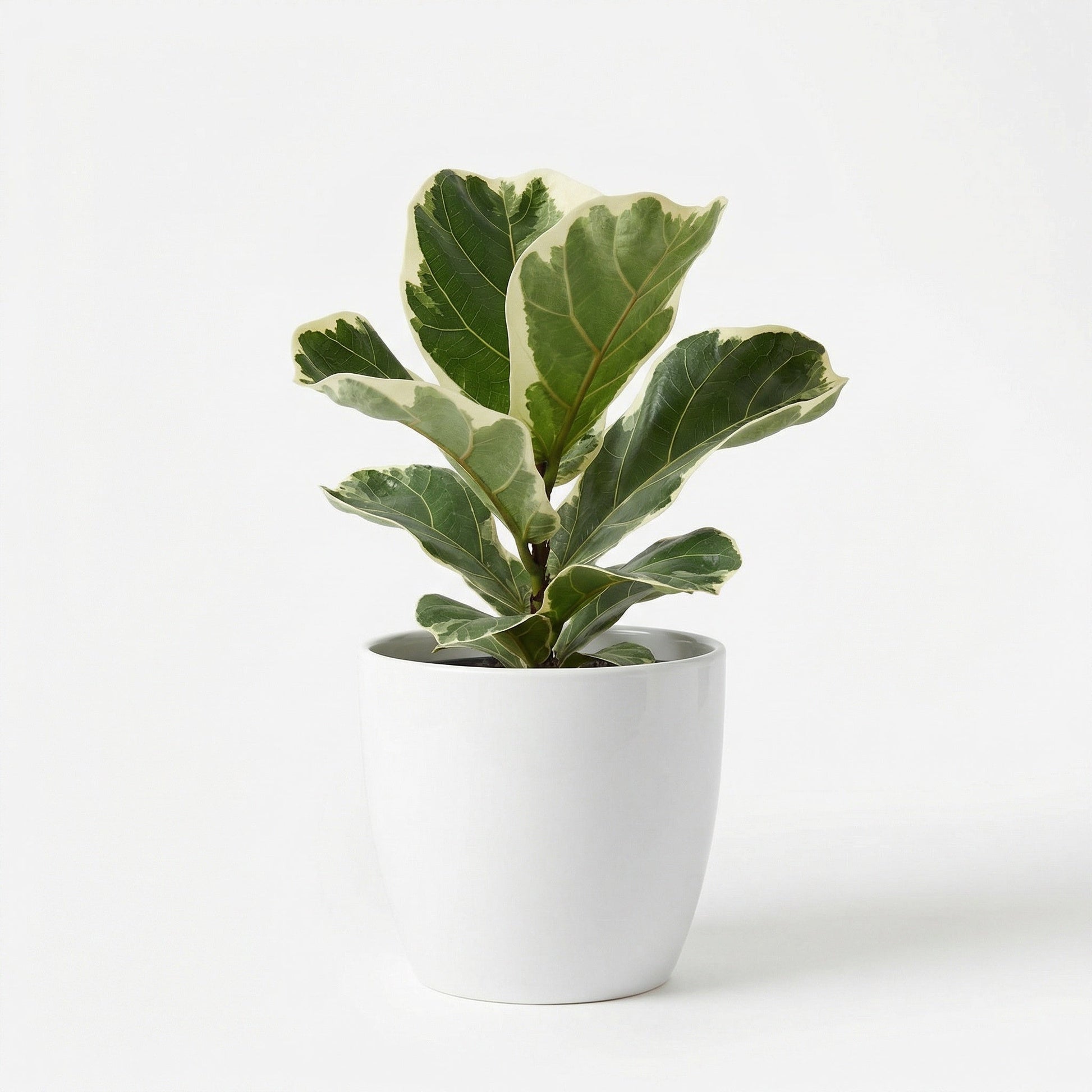 Ficus Lyrata Variegata