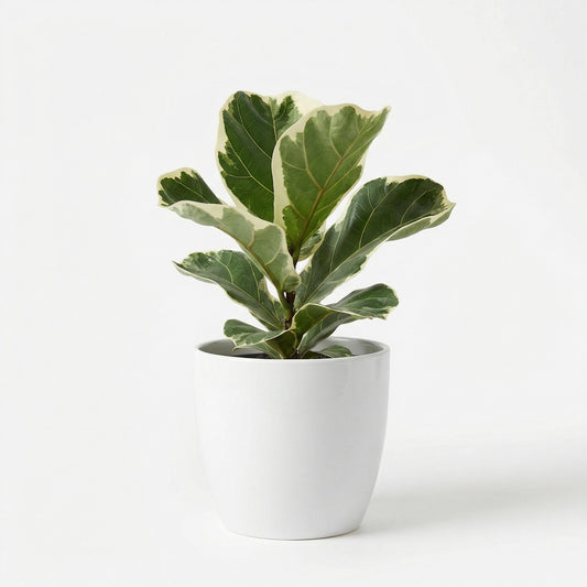 Variegated Ficus lyrata - exotic tropical Aroid plant