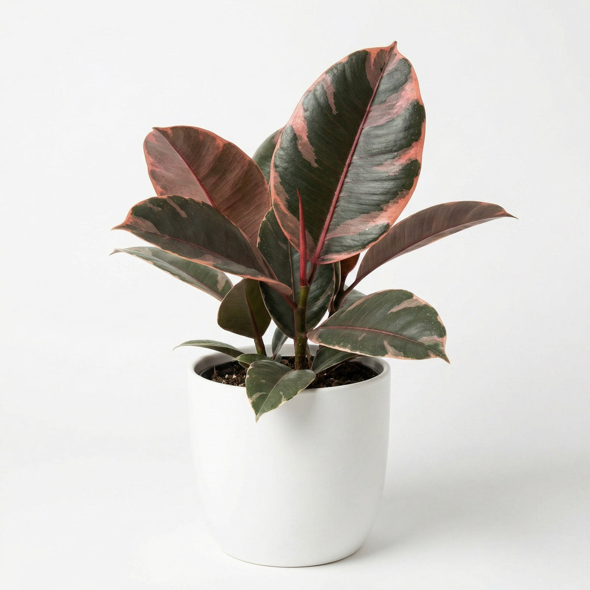 10 Inch Ficus Ruby Ficus Ruby - Preorder – Plantthatplant