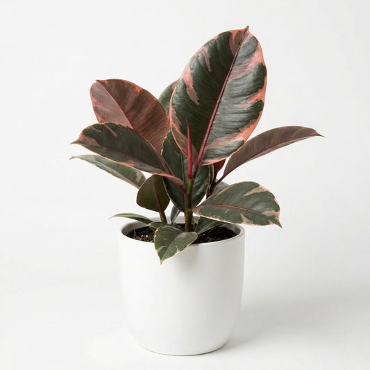 Ficus Ruby