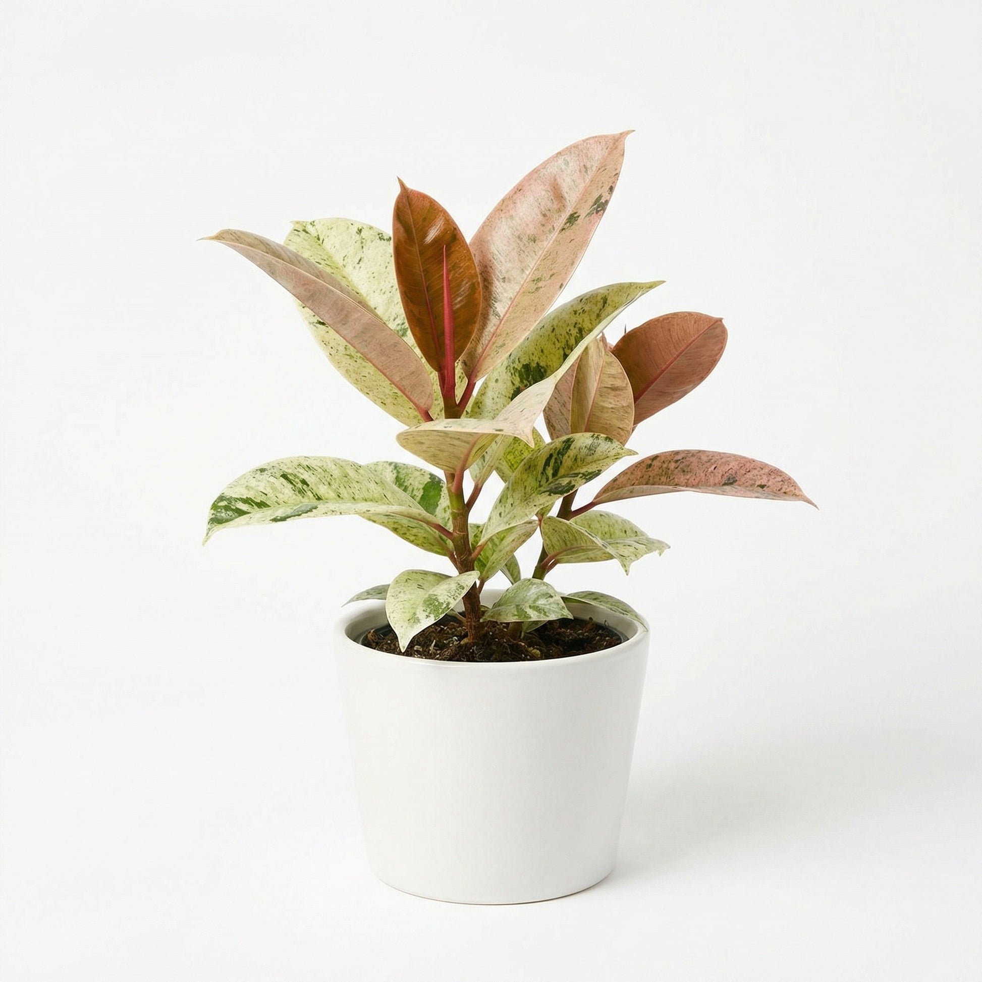 Ficus Shivereana