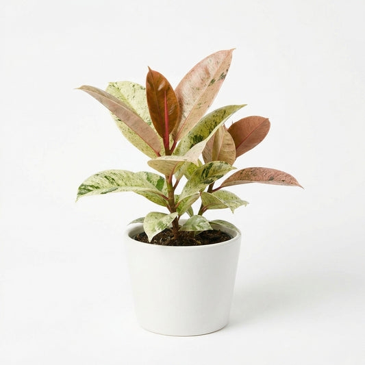Ficus Shivereana
