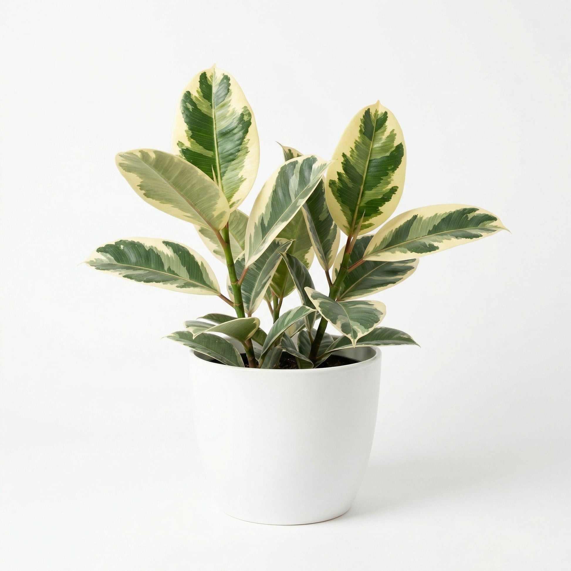 Ficus Tineke