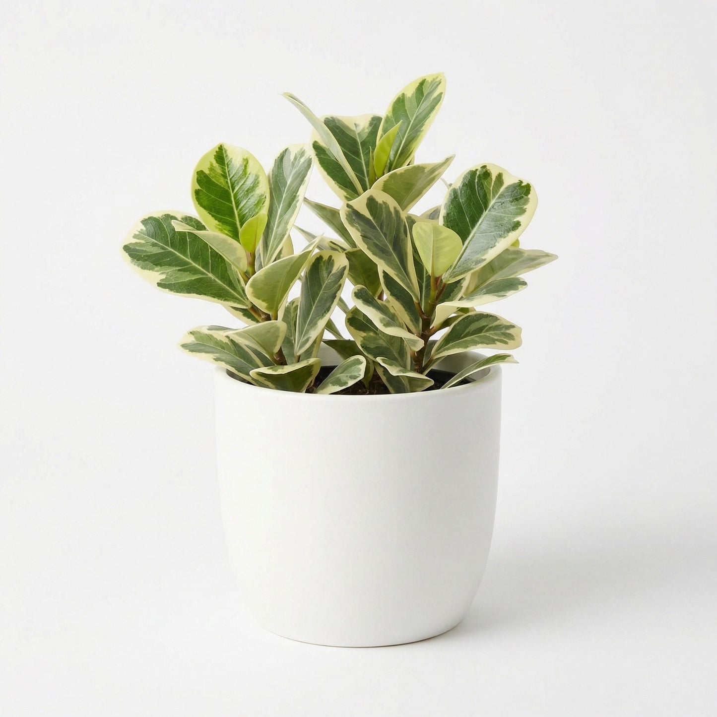 Ficus Triangularis Variegata