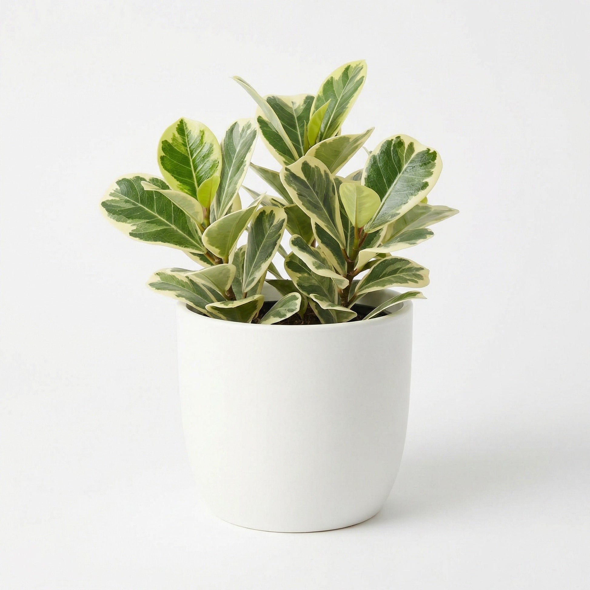 Ficus Triangularis Variegata