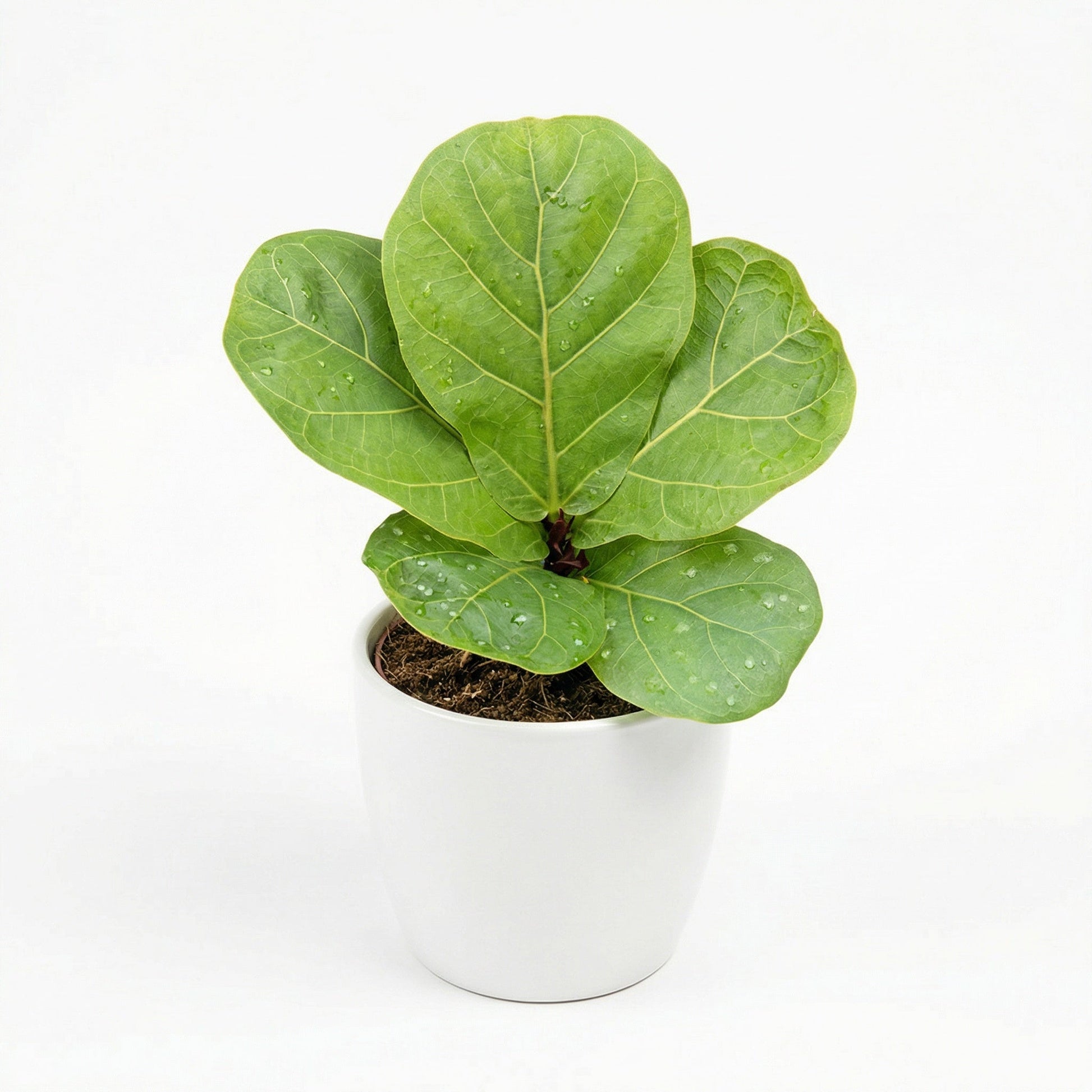 Fiddle Leaf Bambino