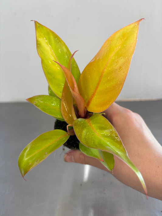 Philodendron Prince of Orange