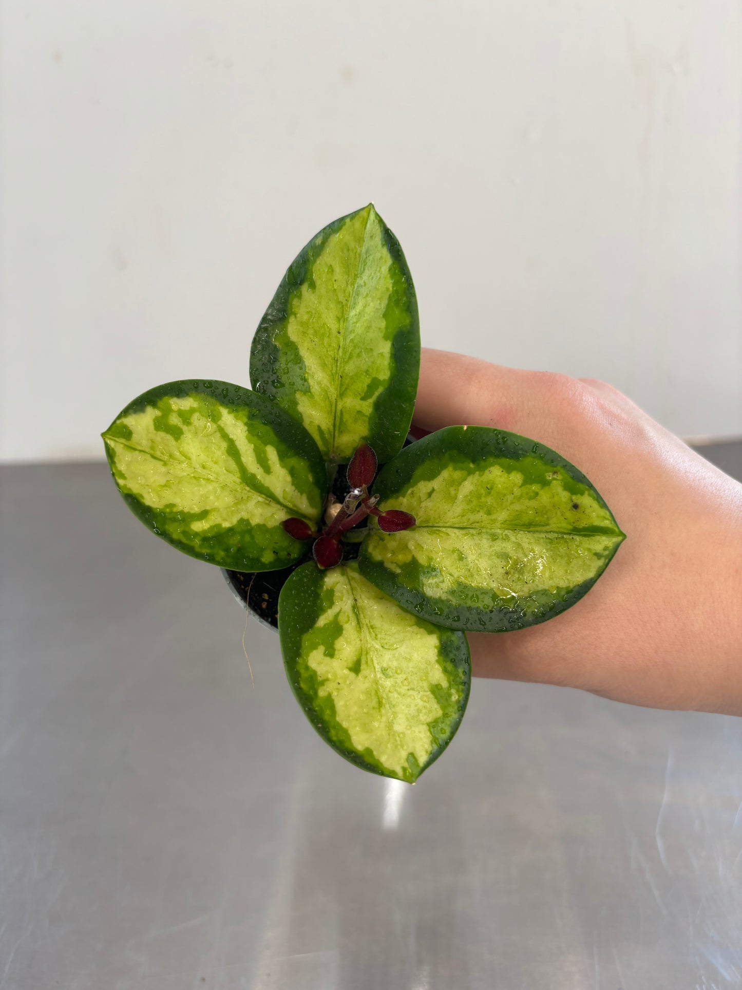 Hoya australis Tricolor
